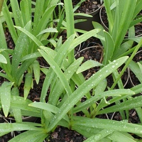 Agapanthus campanulatus